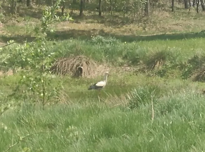Prázdninový dům Na Kaszubach O Niezwyklym Klimacie *